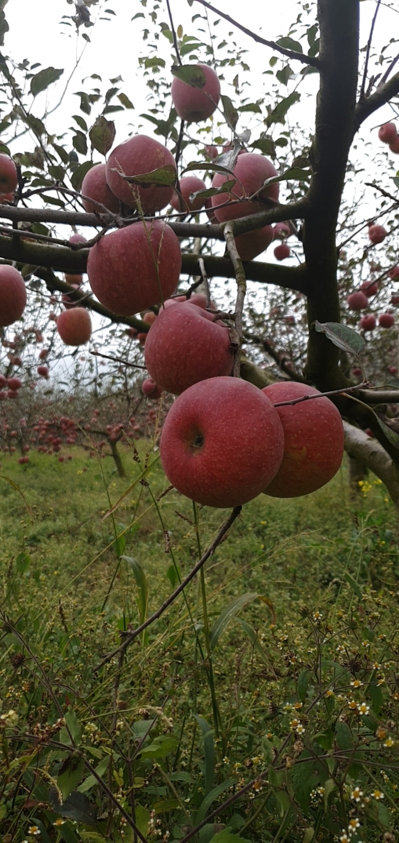 糖心苹果