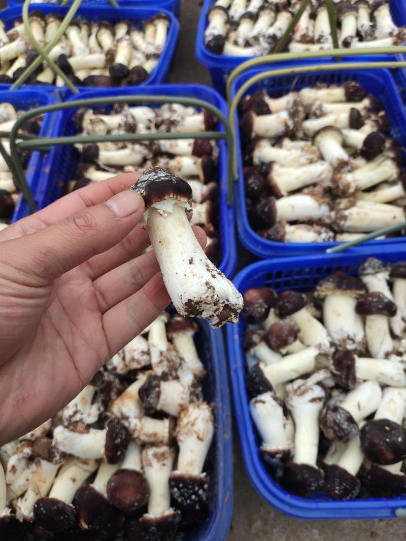 球盖菇本地大棚种植，两米百亩基地，有需要的可以联系我，常
