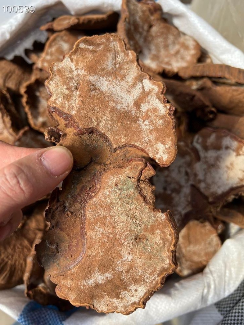 野生灵芝粉灵芝孢子粉黑灵芝纯野生灵芝树上野生