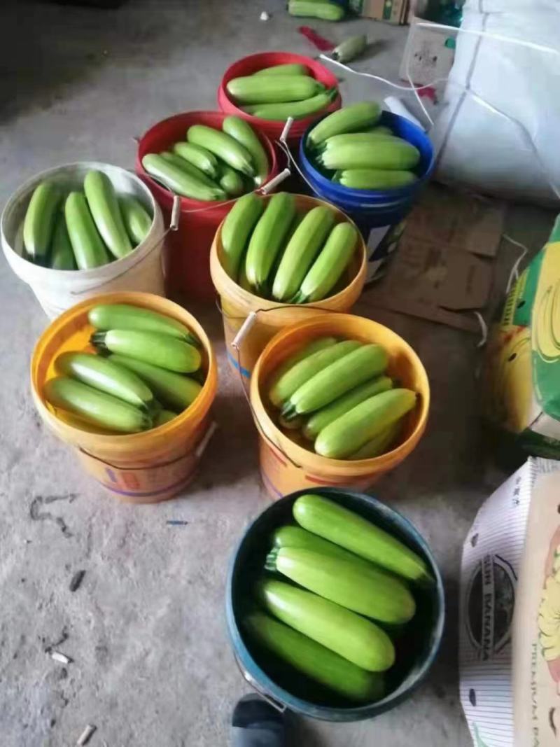 精品西葫芦，产地直发，诚信代办，物美价廉。