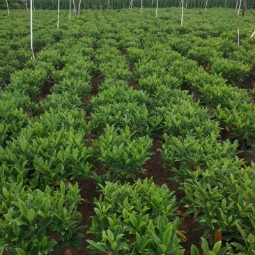 产地广东280非洲茉莉，基地直销