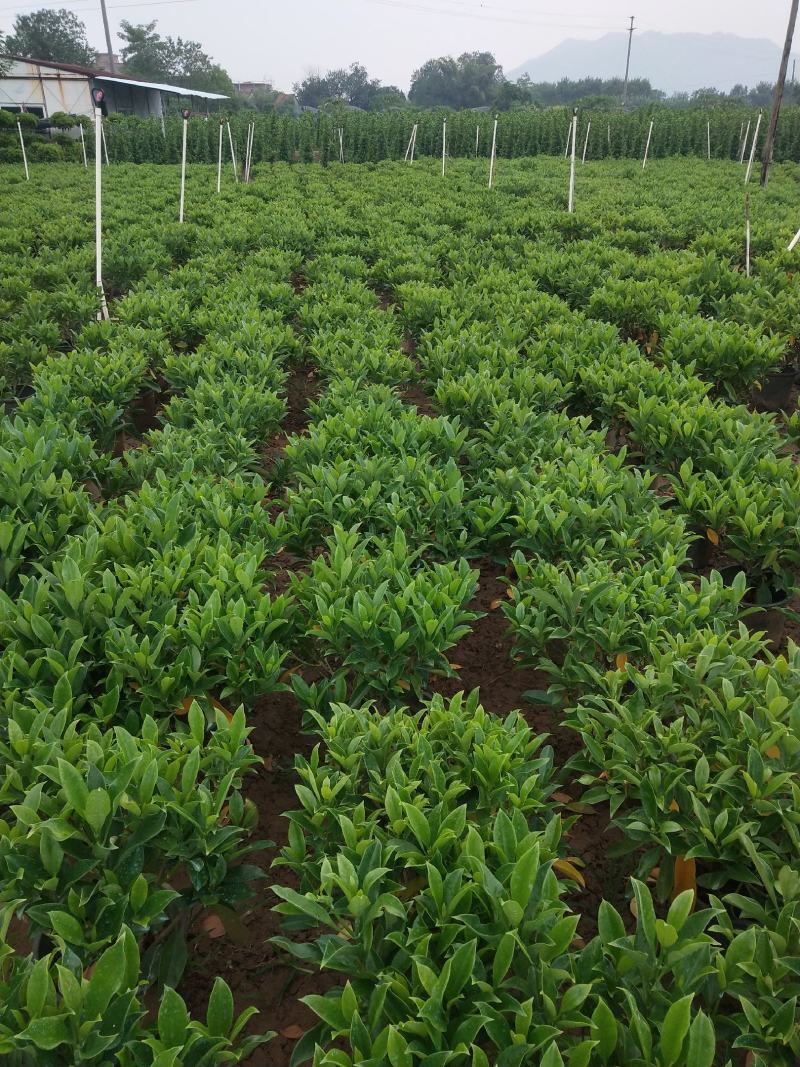 产地广东280非洲茉莉，基地直销