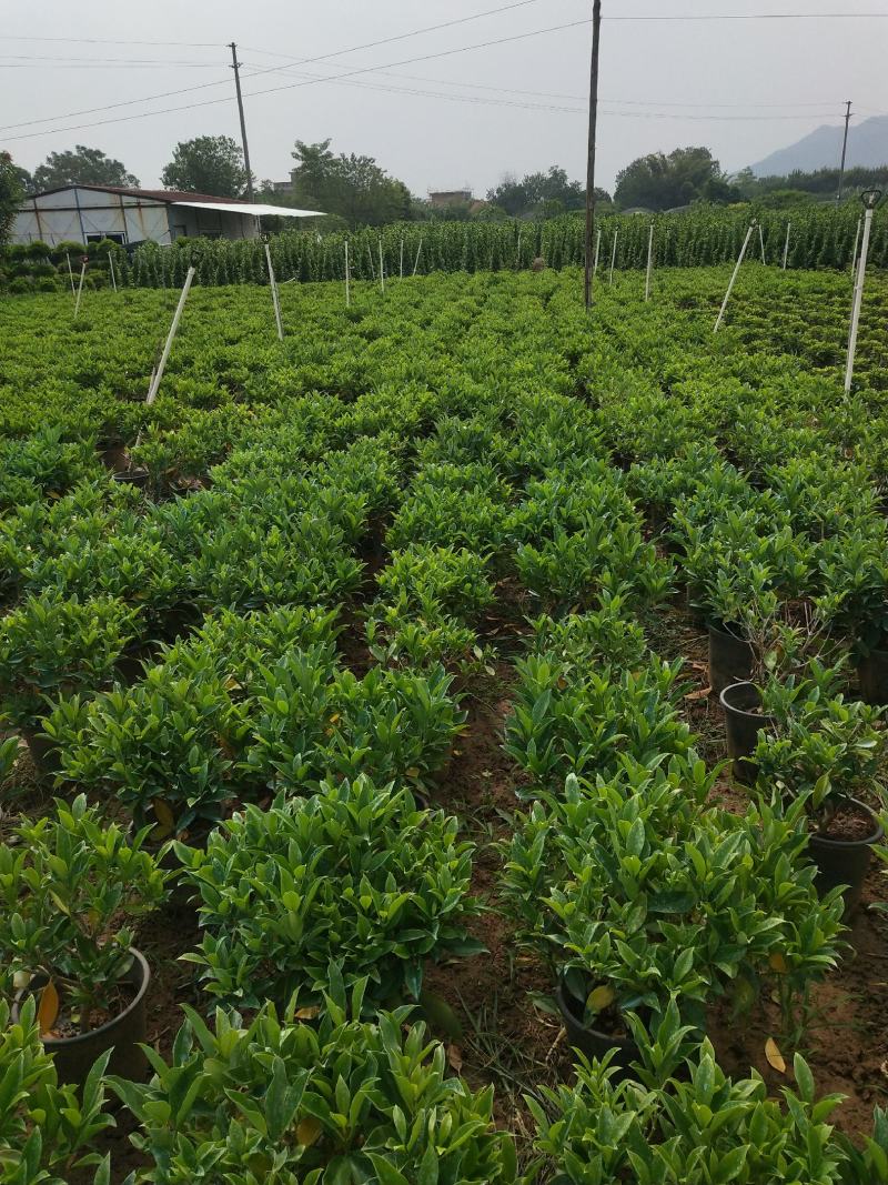 产地广东280非洲茉莉，基地直销