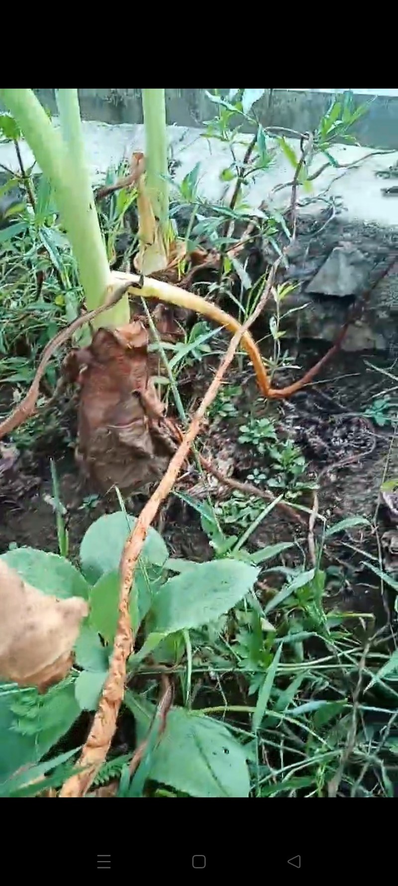 芋头出售，量大，物美价廉，质量上乘。需要100斤到10吨
