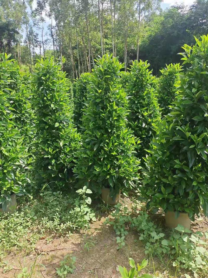 产地广东非洲茉莉塔形，叶片大，色泽绿，基地直销