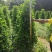 产地广东非洲茉莉塔形，叶片大，色泽绿，基地直销
