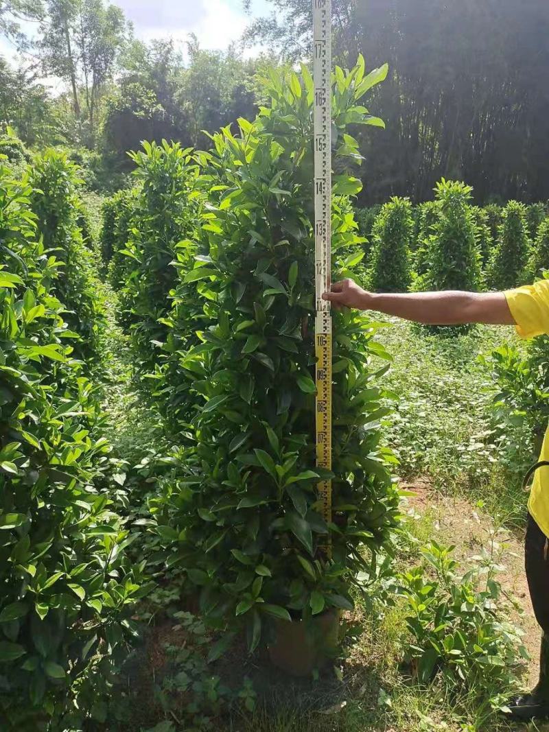 产地广东非洲茉莉塔形，叶片大，色泽绿，基地直销
