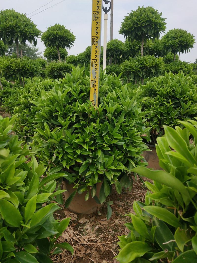 产地广东非洲茉莉球形，量大，批发，基地直销