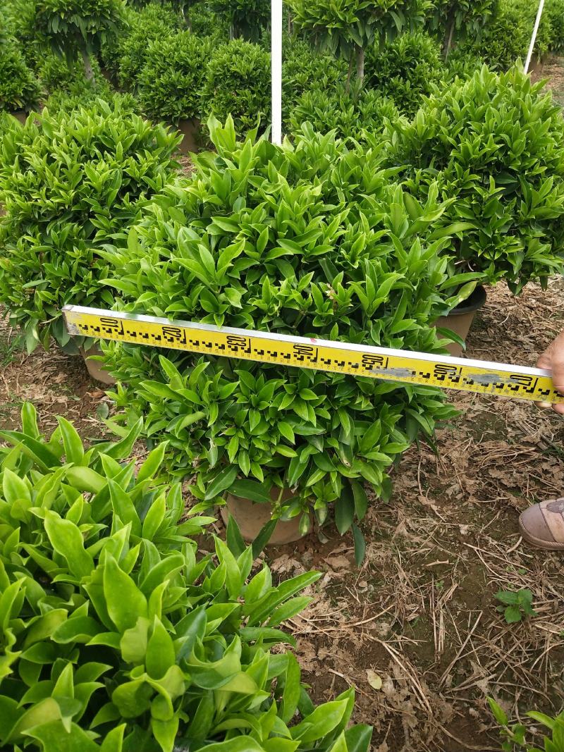 产地广东非洲茉莉球形，量大，批发，基地直销