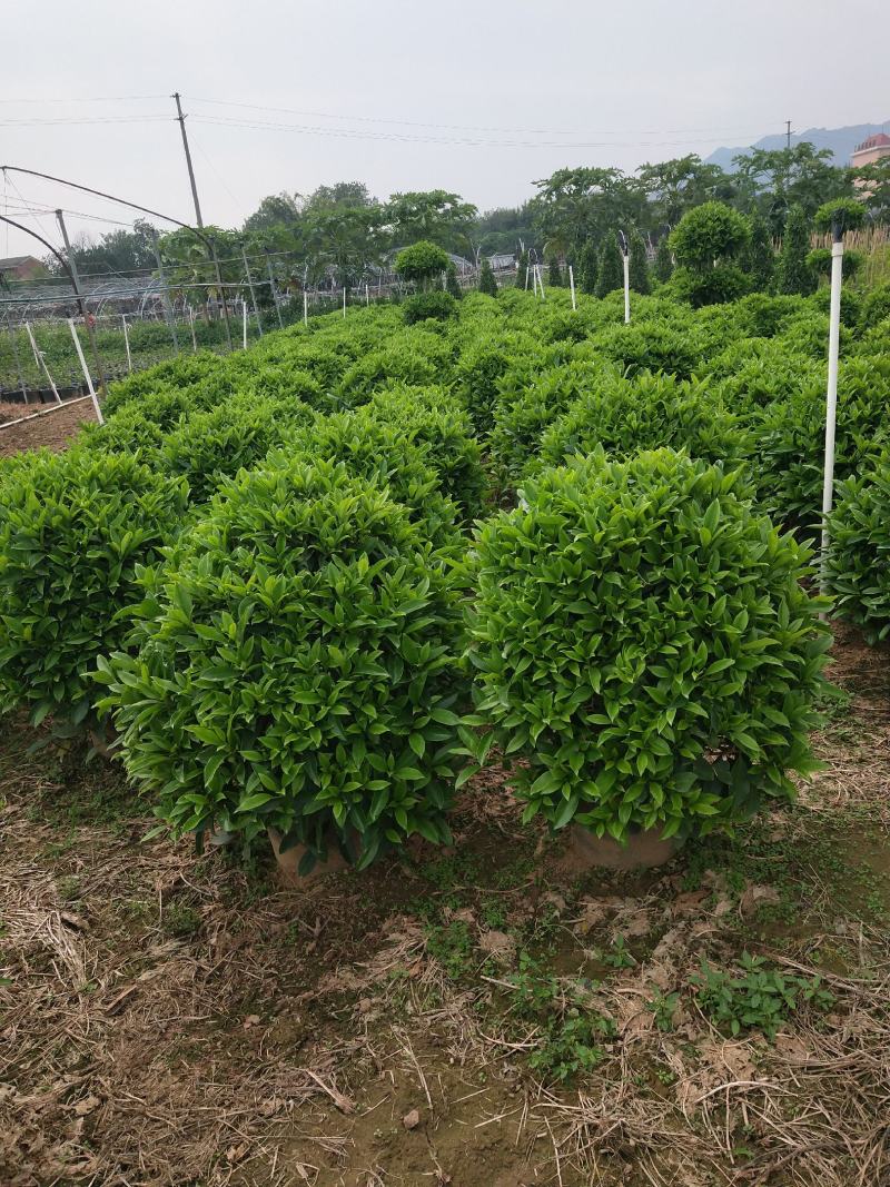产地广东非洲茉莉球形，量大，批发，基地直销