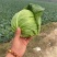 圆包菜河南甘蓝菜，产地新野，货优价廉0.5~1.5公斤