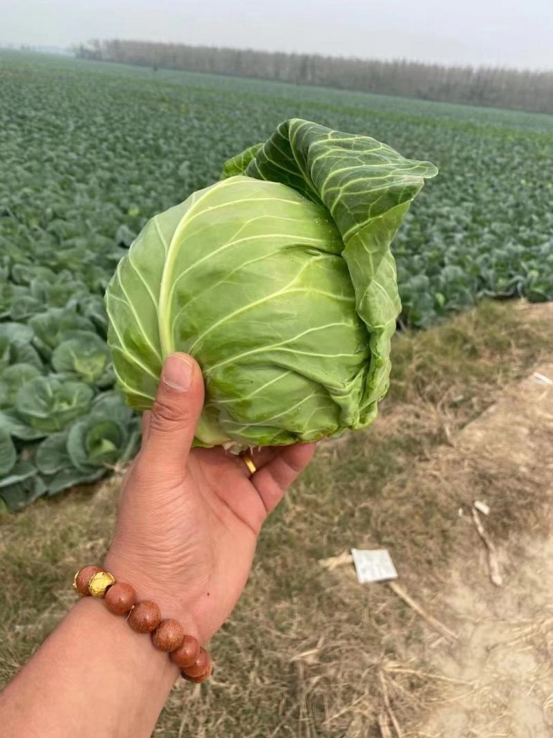 圆包菜河南甘蓝菜，产地新野，货优价廉0.5~1.5公斤
