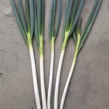 【大葱】甘肃省白银靖远精品白葱,粗又长品质好