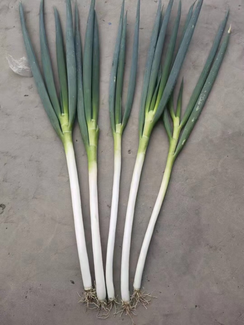 【大葱】甘肃省白银靖远精品白葱，粗又长品质好