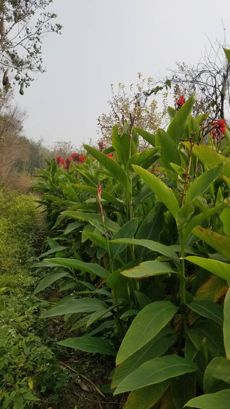 美人蕉，红花美人蕉。一年苗。二年苗。直销。