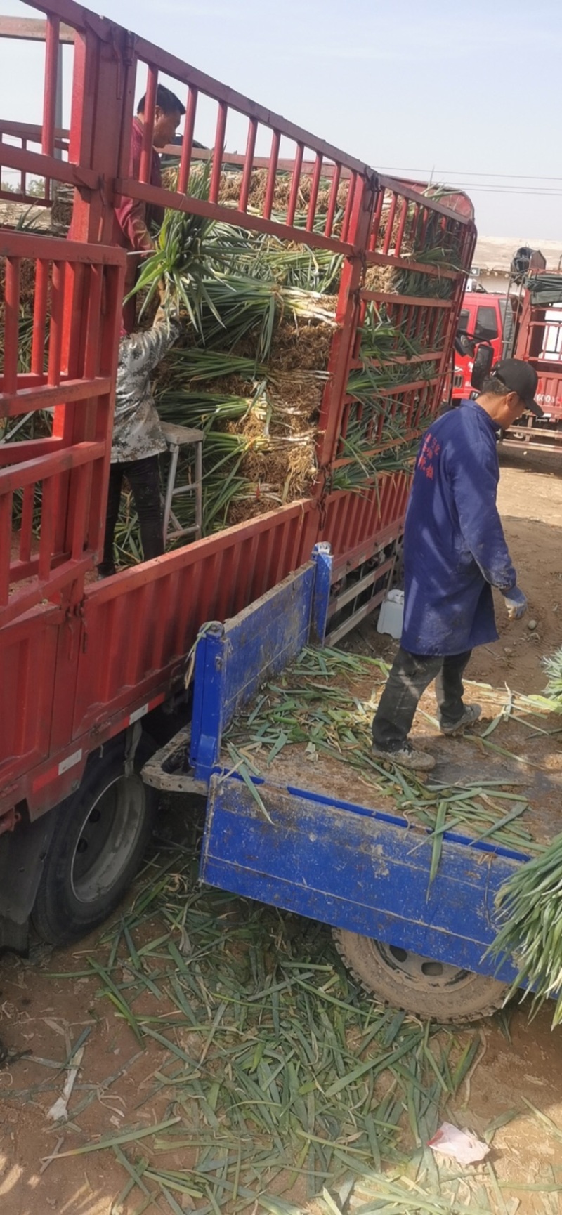 【大葱】甘肃省白银靖远精品白葱，粗又长品质好