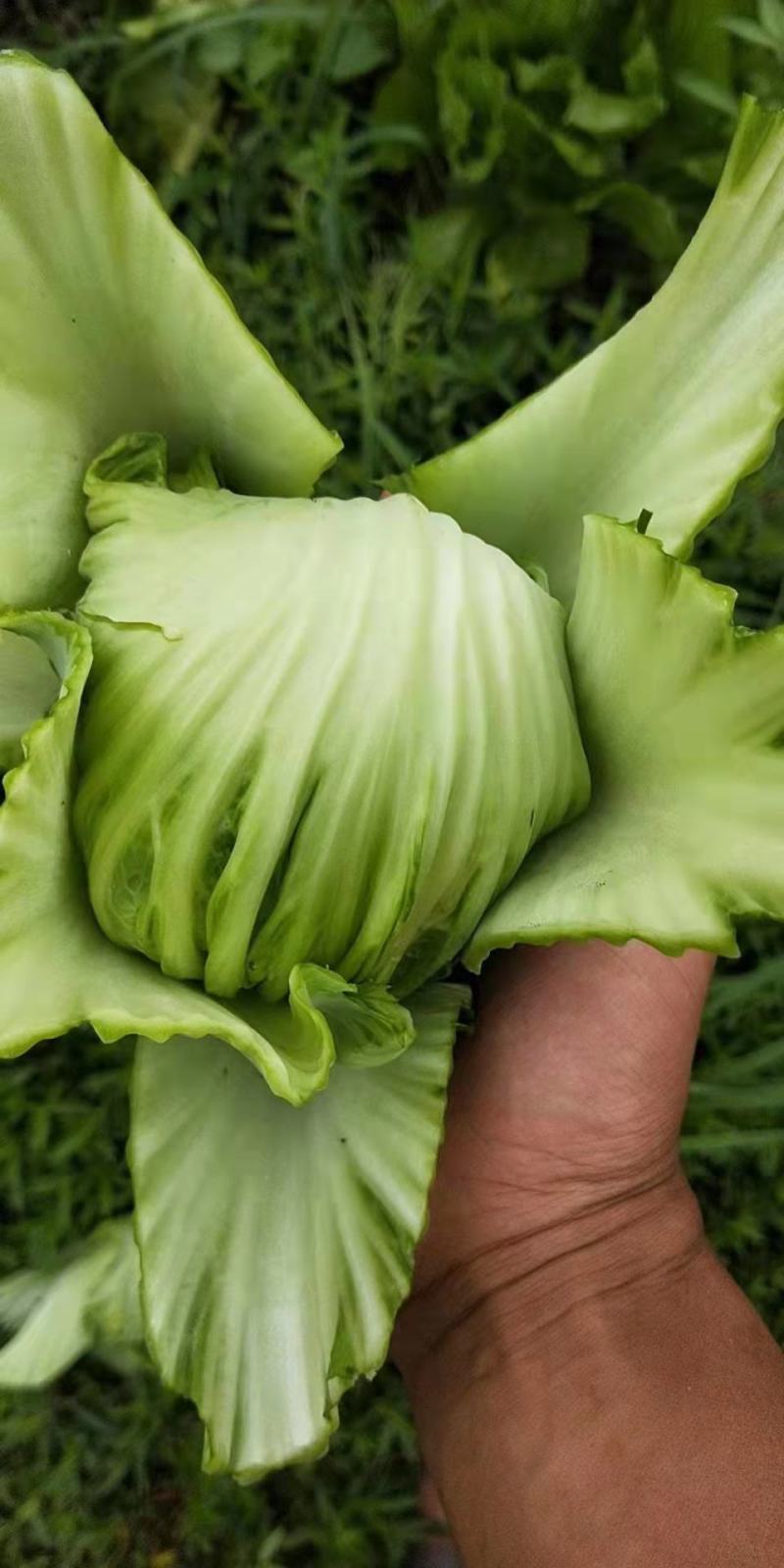 芥菜包芥菜球xs7️⃣8️⃣9️⃣4️⃣5️⃣6️⃣6