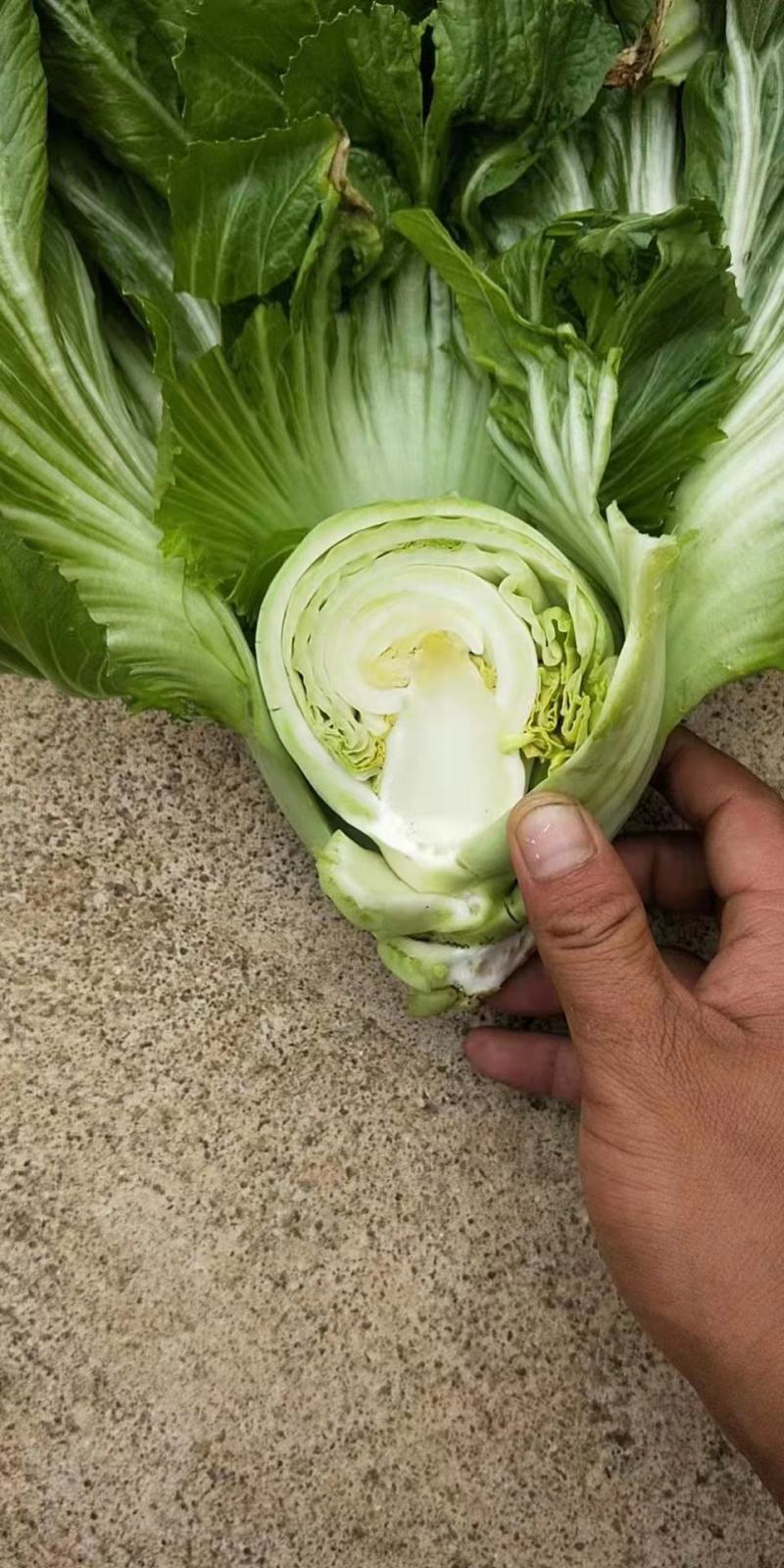 芥菜包芥菜球xs7️⃣8️⃣9️⃣4️⃣5️⃣6️⃣6