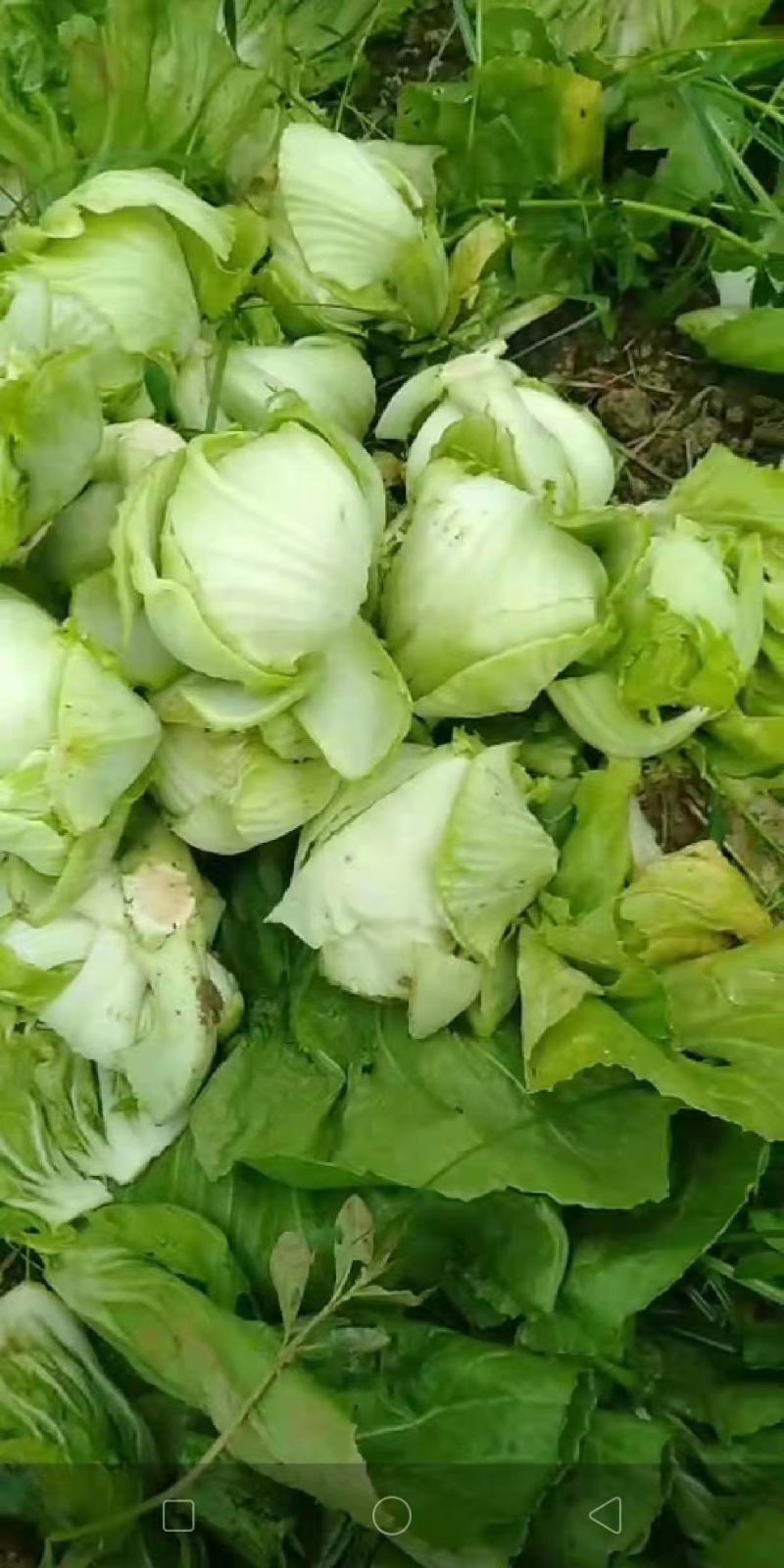 芥菜包芥菜球xs7️⃣8️⃣9️⃣4️⃣5️⃣6️⃣6