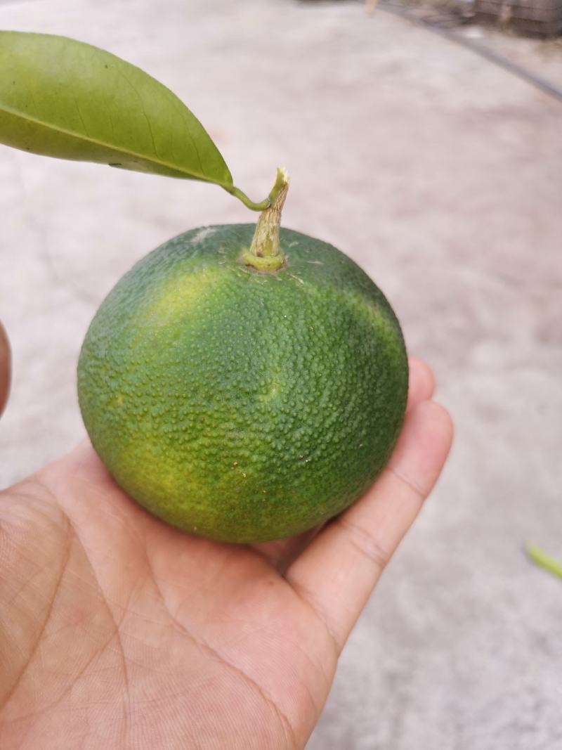 药枳壳苗，嫁接药枳壳苗，效益高，有医药公司回收。