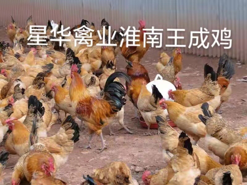 淮南王