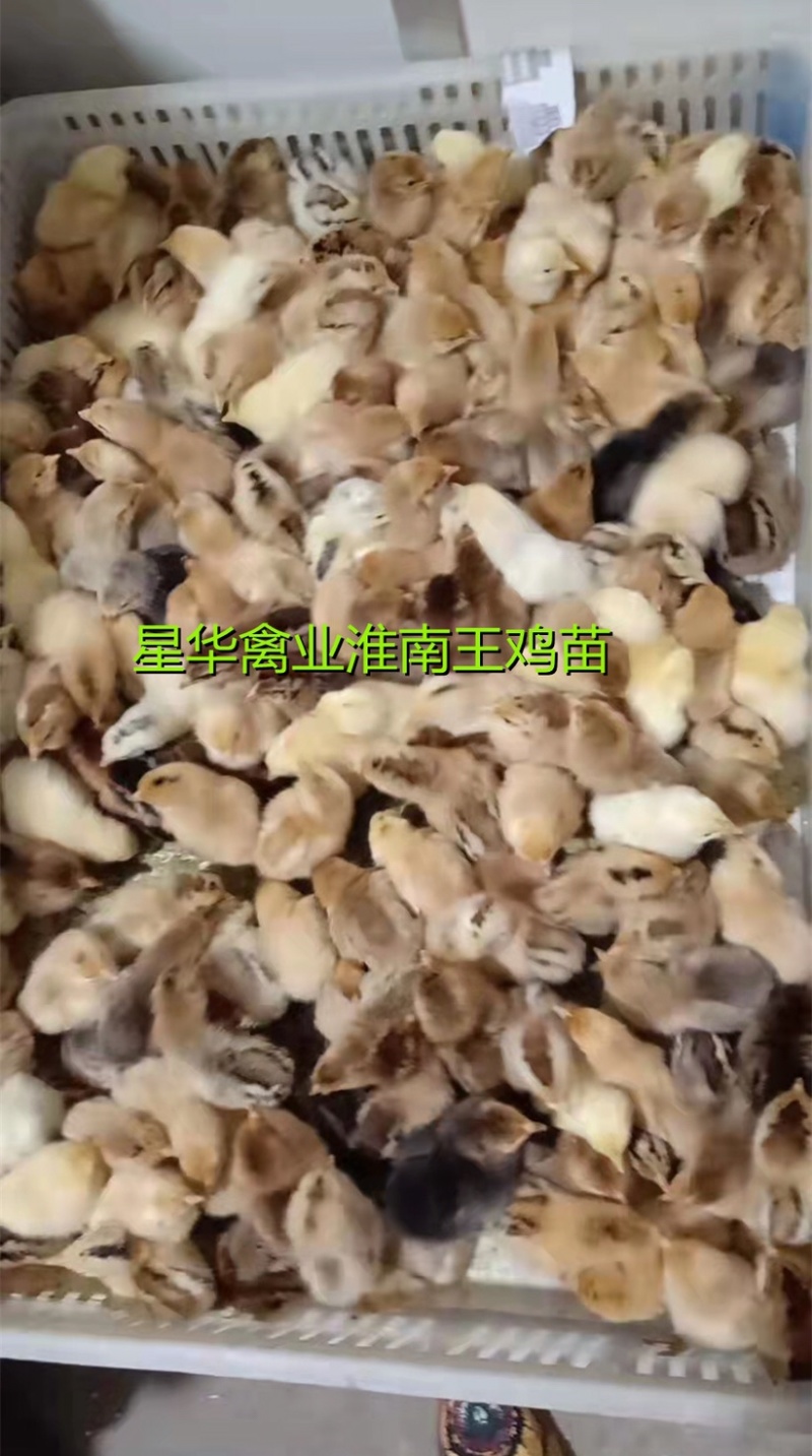 淮南王