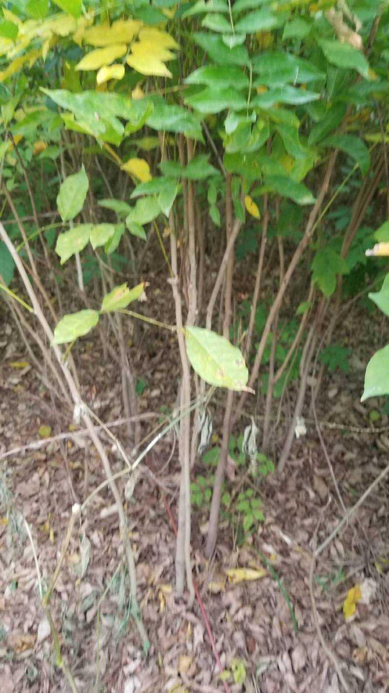 紫藤。紫藤工程苗，紫藤一年苗两年苗，庭院公园用苗