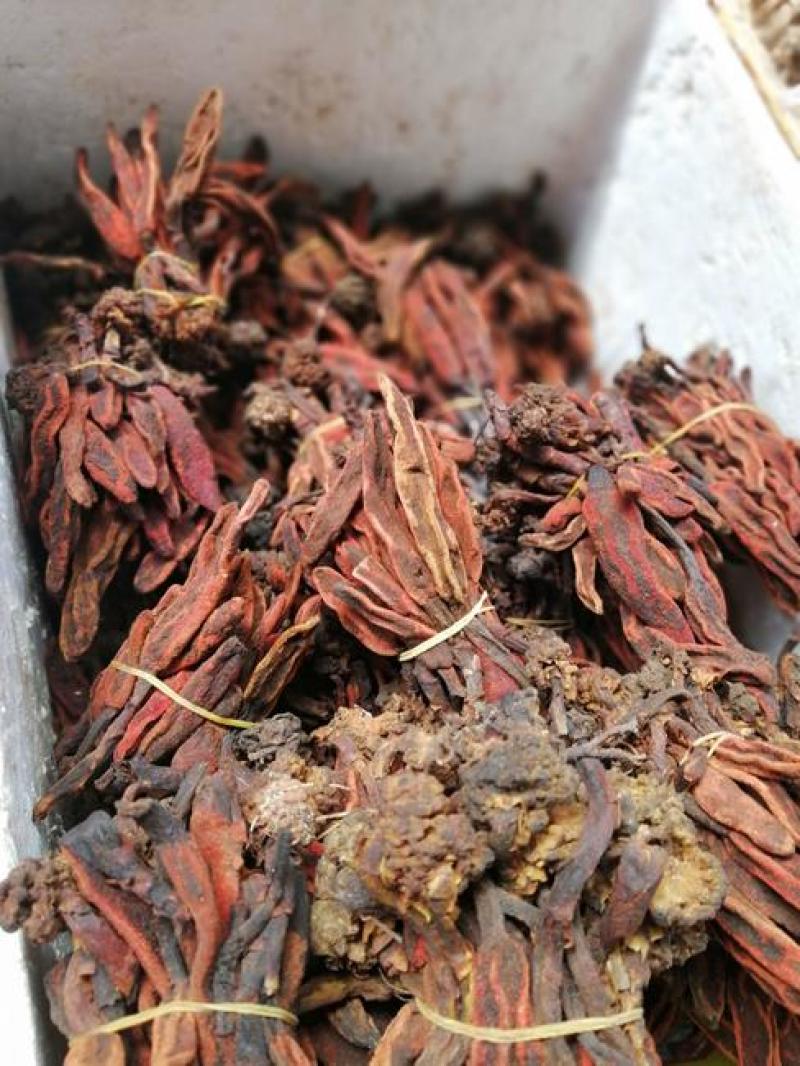 回春草500g包邮康辰药业批发各种中药材