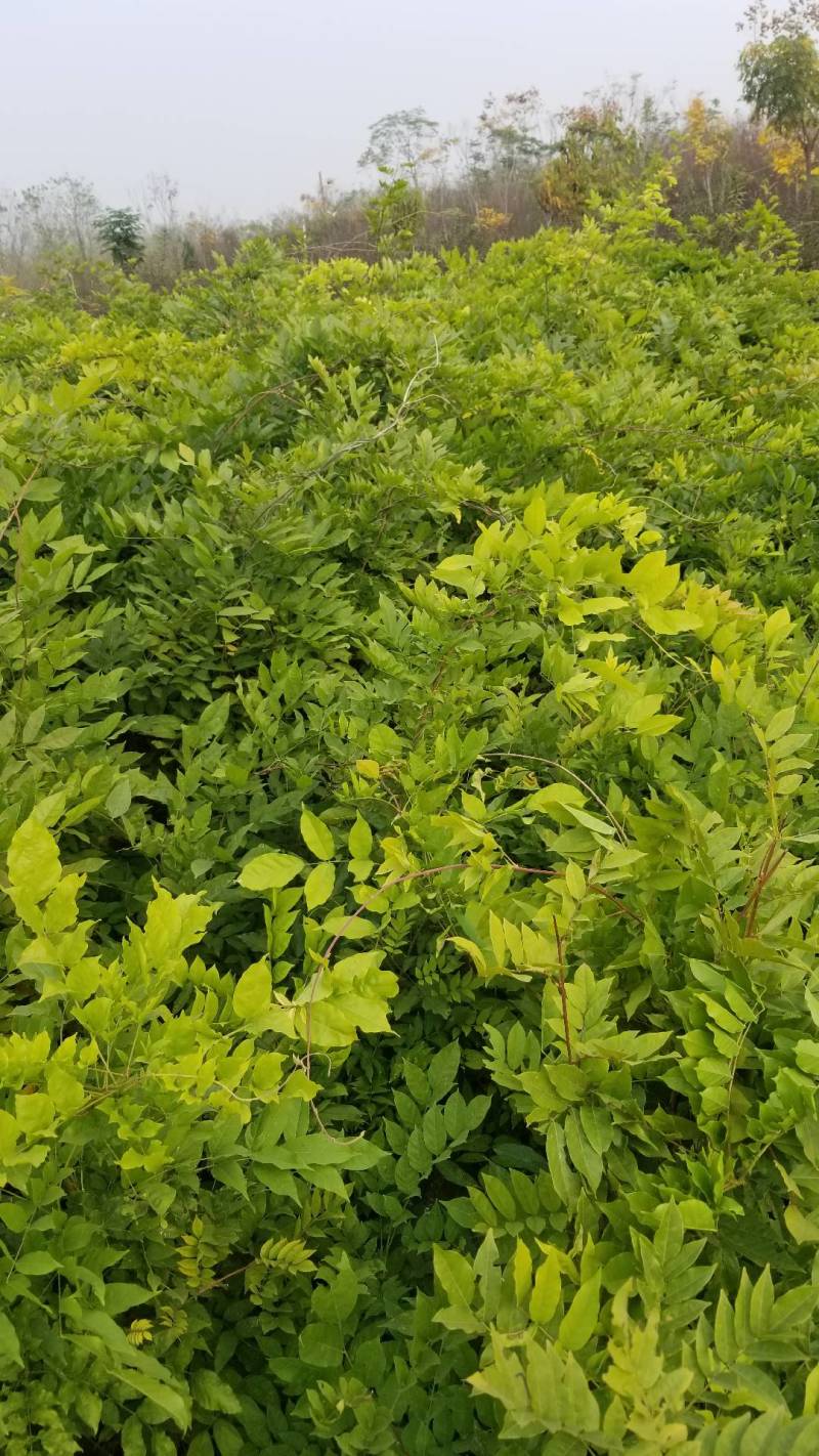紫藤。紫藤工程苗，紫藤一年苗两年苗，庭院公园用苗