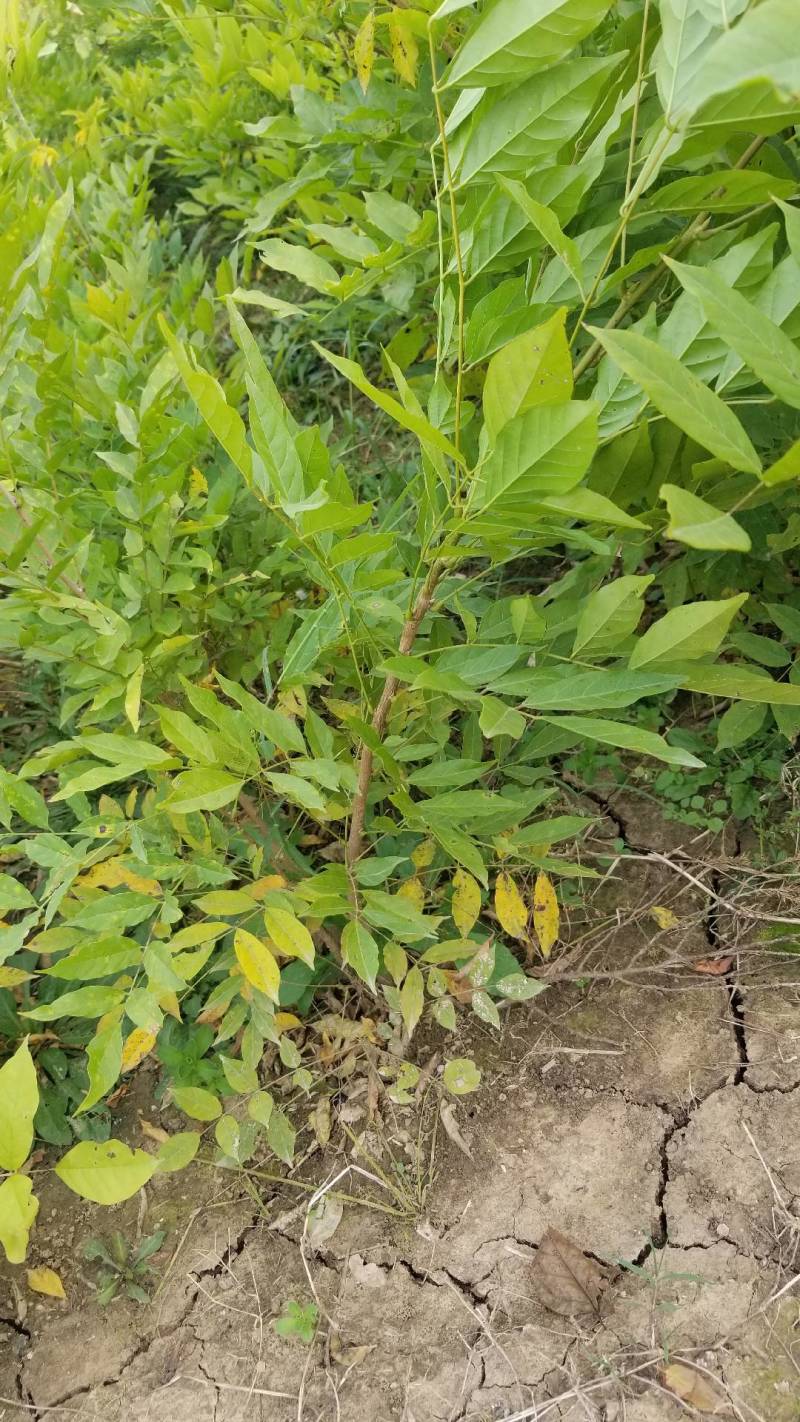 紫藤。紫藤工程苗，紫藤一年苗两年苗，庭院公园用苗