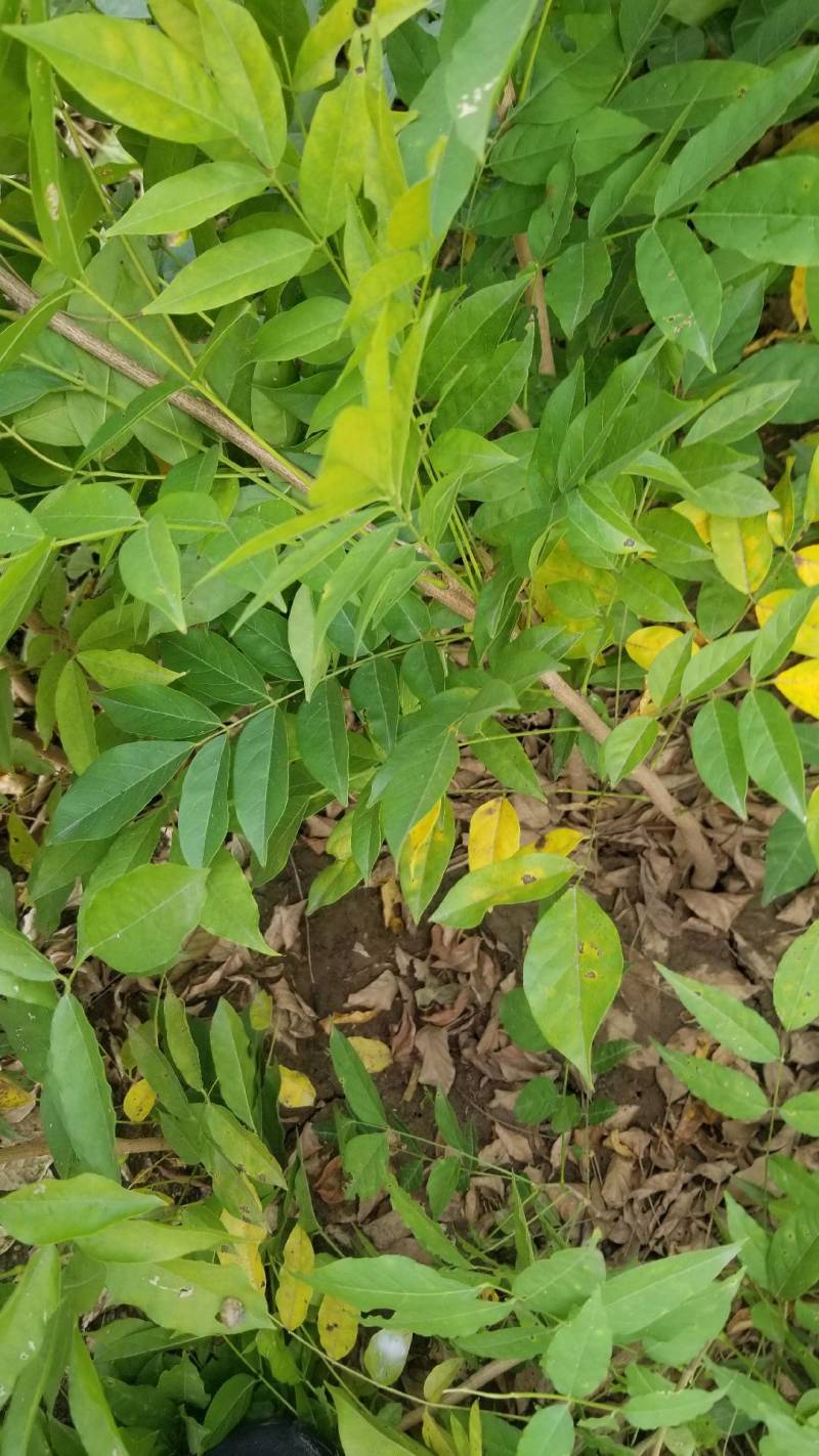 紫藤。紫藤工程苗，紫藤一年苗两年苗，庭院公园用苗