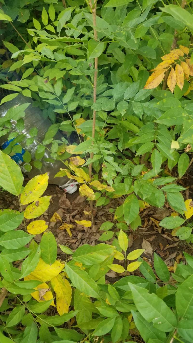 紫藤。紫藤工程苗，紫藤一年苗两年苗，庭院公园用苗