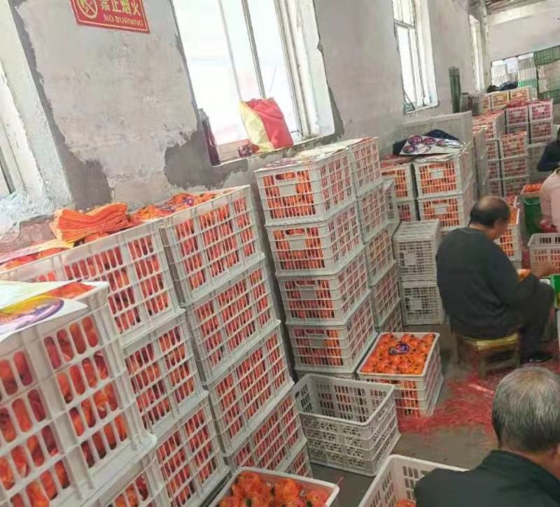 1脐橙秭归脐橙果面干净个头大口感醇正水分充足