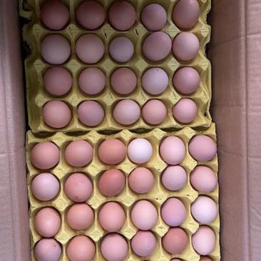 红壳鸡蛋大量上市了，价格美丽，一手货源，量大从优
