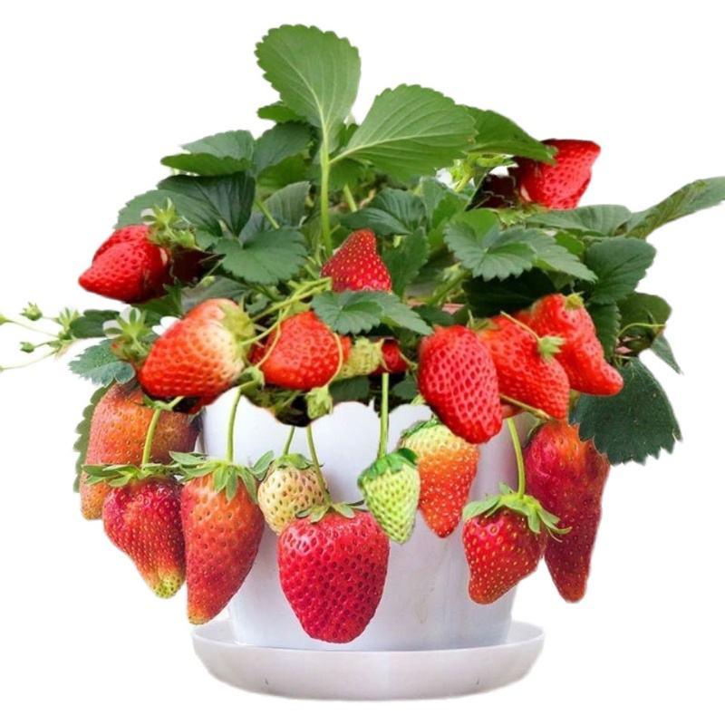 四季草莓苗地栽南北方种植奶油草莓甜查理当年结果苗露天种植
