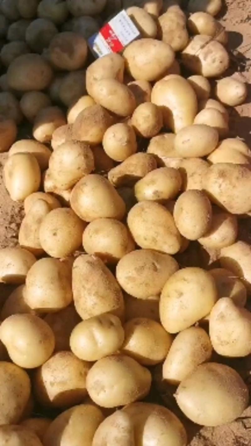 陕北土豆靖边纯沙地品种2-4两中货品质保证，货源充足