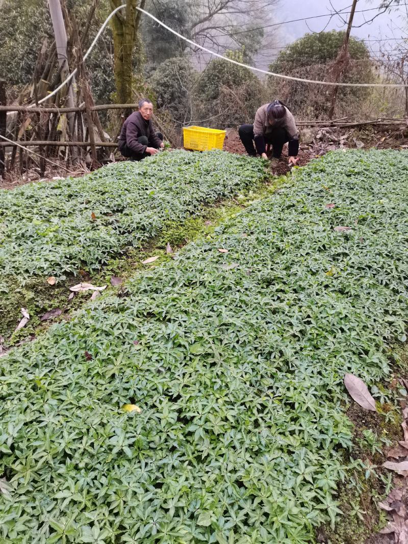 四川高杆华重楼籽育苗，一年苗，两年苗，三年苗大量有货。