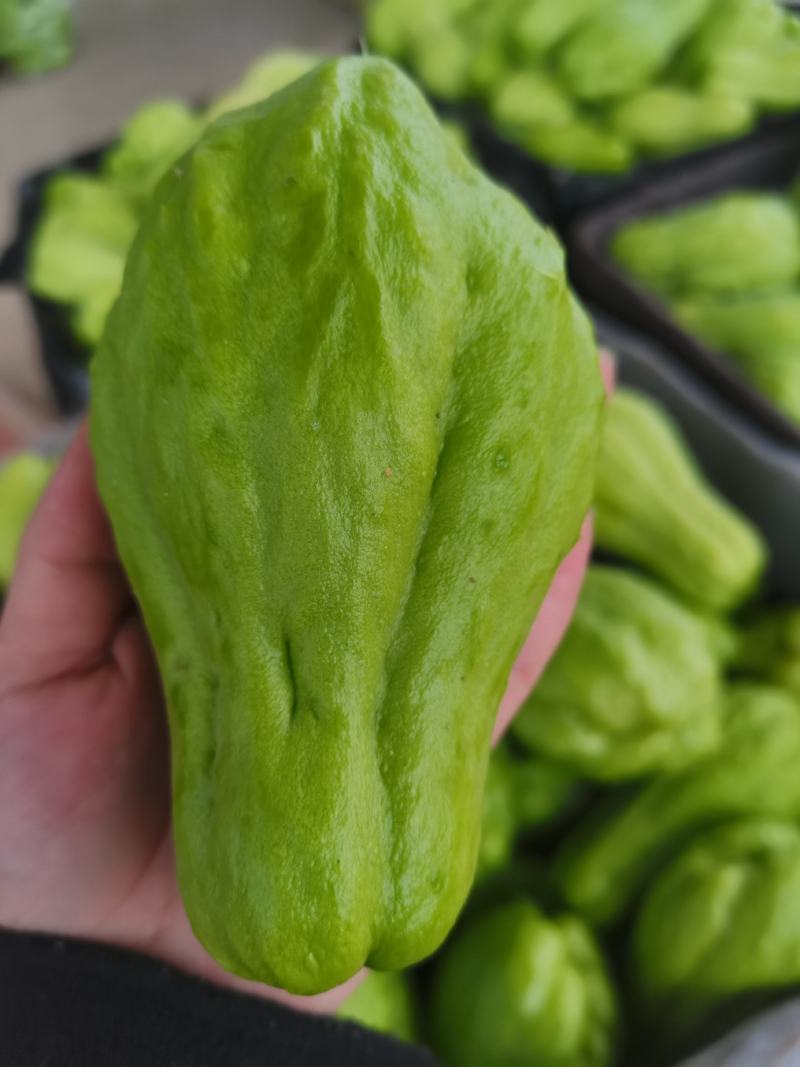 高山绿皮佛手瓜，洋瓜，一手货源，产地直销，现摘现发，量大