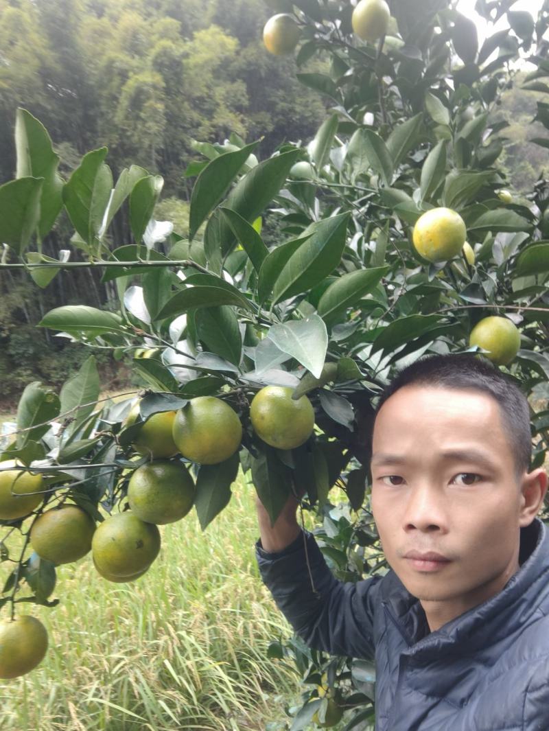 红江橙苗【精品苗】苗围直供量大从优一手货品种纯证