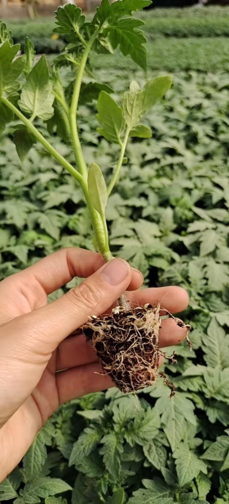 西红柿种苗大粉西红柿苗粉果西红柿苗抗病性好产量高