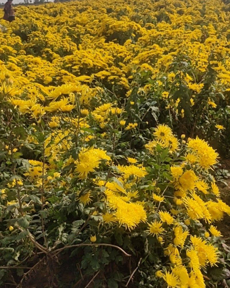 金丝皇菊