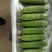 旱黄瓜苗未来103系天骄七号九号旱大刺溜黄瓜苗批发价