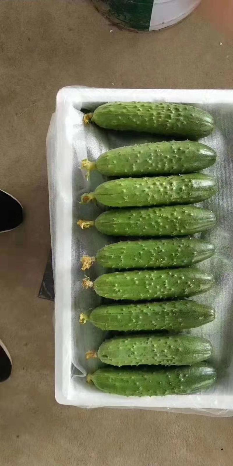 旱黄瓜苗未来103系天骄七号九号旱大刺溜黄瓜苗批发价