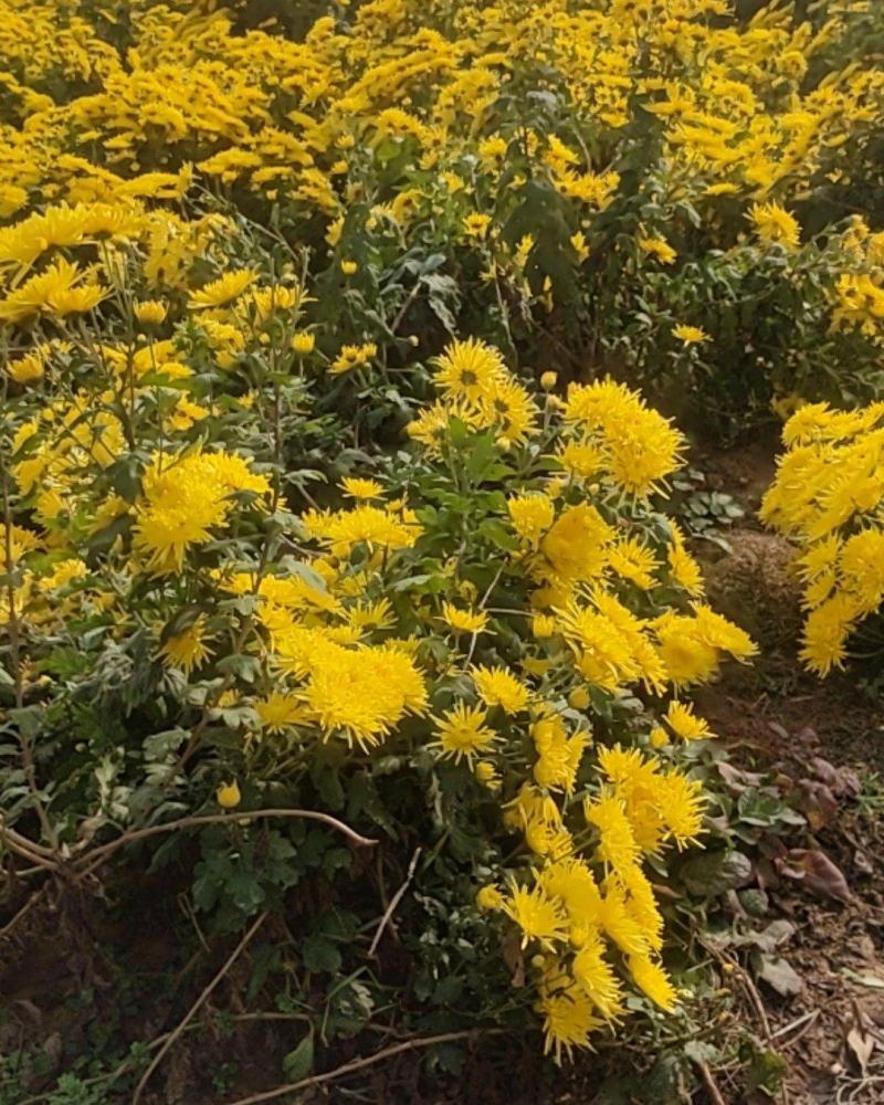 金丝皇菊
