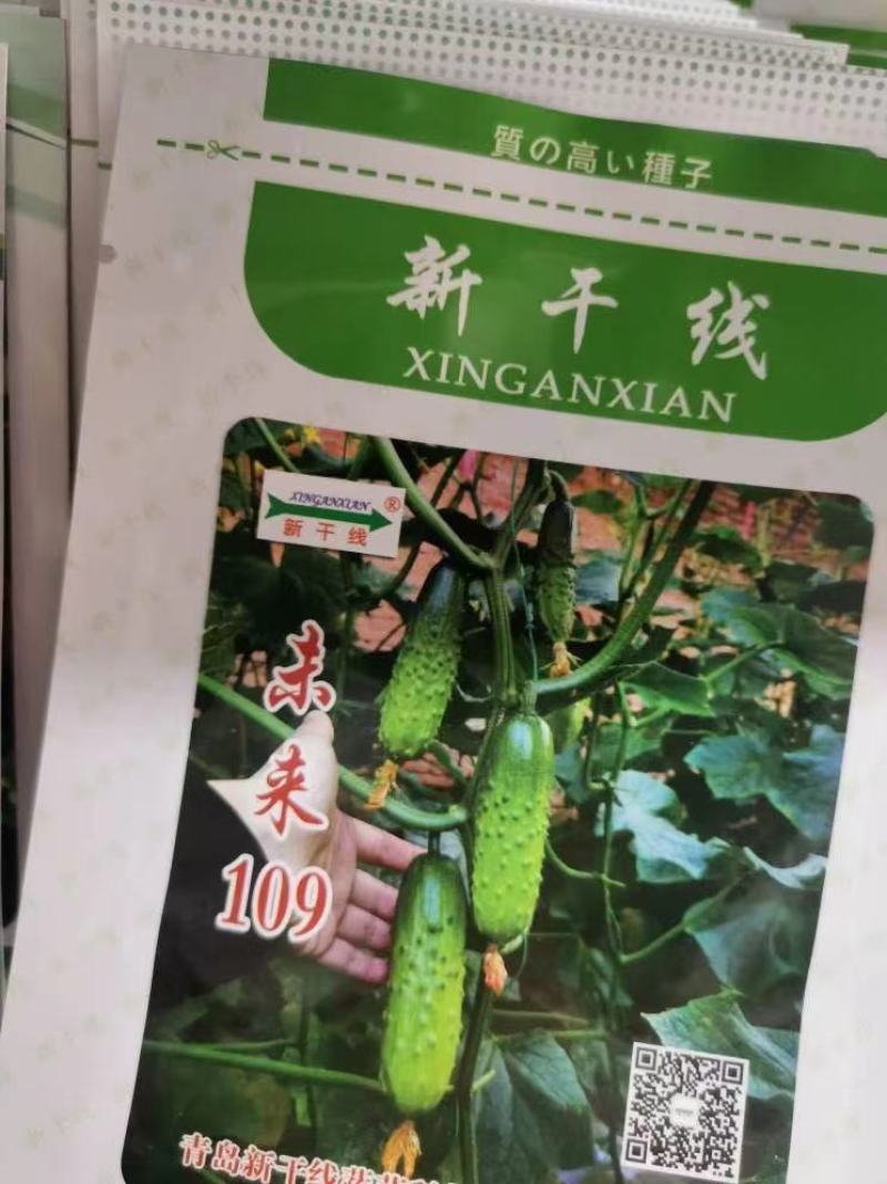 旱黄瓜苗未来103系天骄七号九号旱大刺溜黄瓜苗批发价