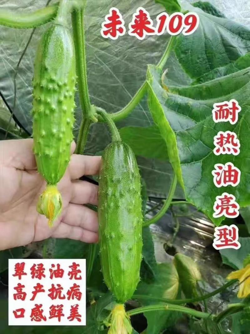 旱黄瓜苗未来103系天骄七号九号旱大刺溜黄瓜苗批发价