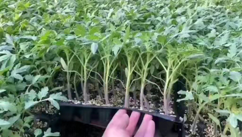 大粉番茄苗大粉硬粉西红柿苗精品果西红柿苗穴盘苗