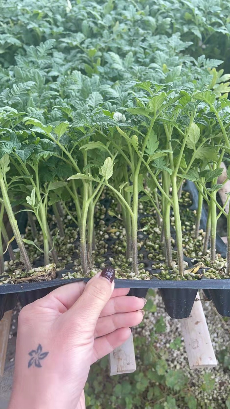 大粉番茄苗大粉硬粉西红柿苗精品果西红柿苗穴盘苗