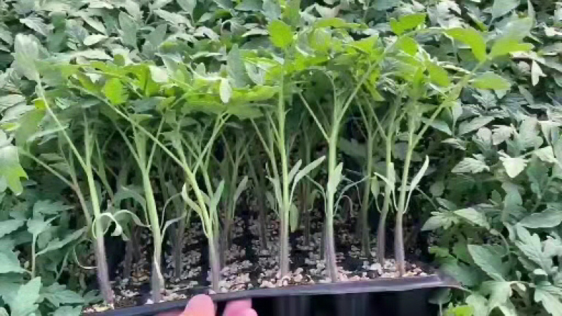 大粉番茄苗大粉硬粉西红柿苗精品果西红柿苗穴盘苗