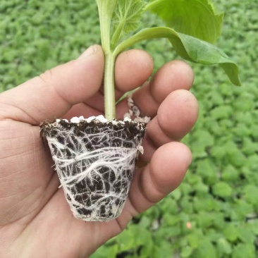 抗病油亮西葫芦苗早春越冬越夏绿皮西葫芦苗供应品种全